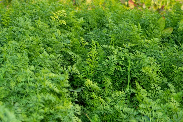 Carrot Plants Growing Vegetable Garden Agriculture Background Green Carrot Leaves — Stock Photo, Image