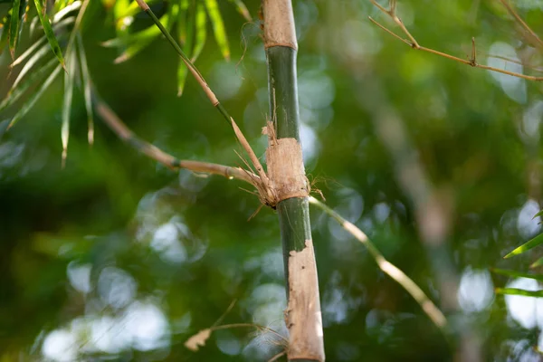 Gröna Bambuväxter Skogen — Stockfoto