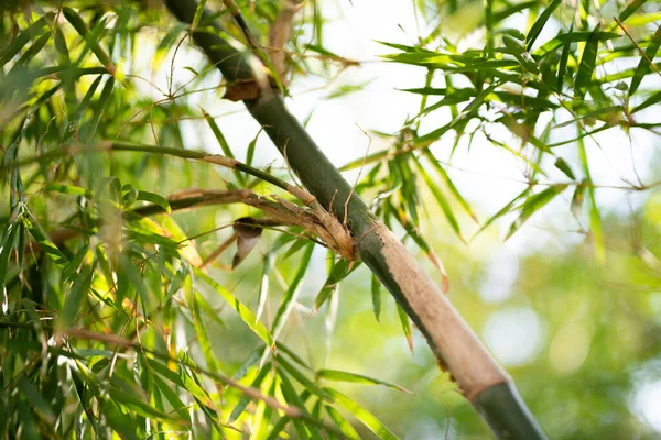 Grüne Bambuspflanzen Wald — Stockfoto