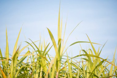 Şeker kamışı tarlaları ve şeker kamışı fidanları..