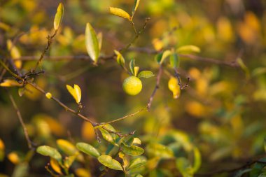 Olgun sarı limonlu limon ağaçları