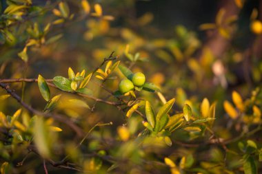 Olgun sarı limonlu limon ağaçları