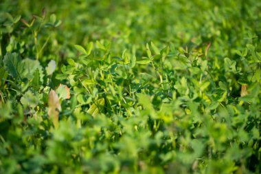 Medicago sativa - Yeşil çimen ve lucerne tarlası