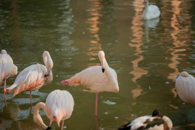 Parkta, suda yürüyen güzel flamingolar.