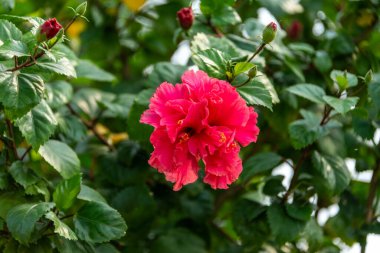 Bahçede çift başlı pembe başlıklı çiçek var.