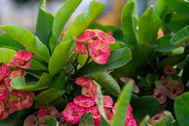 Bahçede güzel bir Euphorbia Milii çiçeği açıyor..