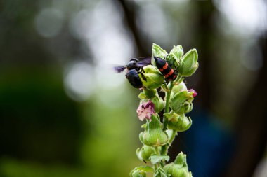 Bahçedeki kırmızı-pembe gülhatmi çiçeğinin üzerindeki Mylabris.