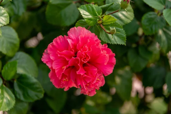 Hibiscus Rose Double Tête Dans Jardin — Photo