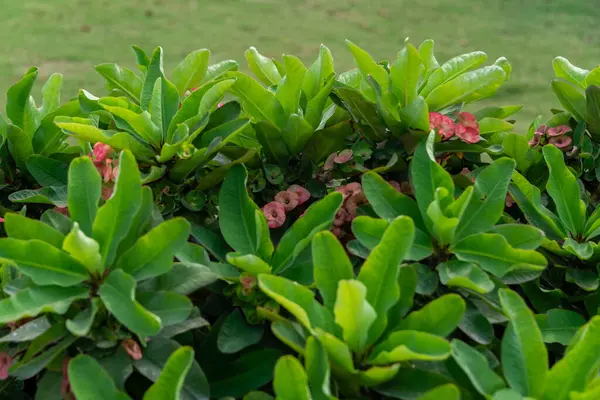 Eine Schöne Euphorbia Milii Blume Blüht Garten — Stockfoto