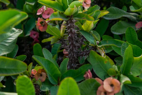 Vacker Euphorbia Milii Blomma Blommar Trädgården — Stockfoto
