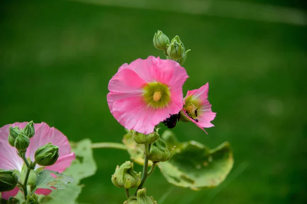 stock image Red pink hollyhocks growing in a garden