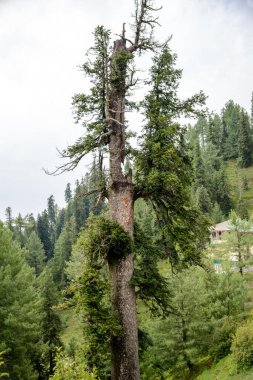 Nathia Gali 'deki dağlarda Pinus Roxburghii Ağacı, Abbottabad, Pakistan.