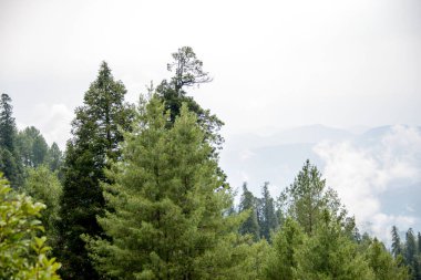 Nathia Gali 'deki dağlarda Pinus Roxburghii Ağacı, Abbottabad, Pakistan.