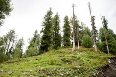 Nathia Gali 'deki dağlarda Pinus Roxburghii Ağacı, Abbottabad, Pakistan.