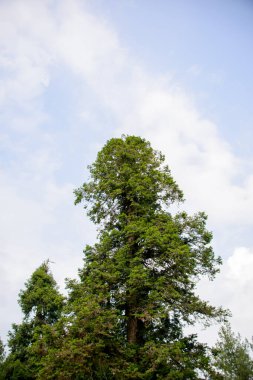 Nathia Gali, Abbottabad, Pakistan 'da gökyüzündeki çam ağaçlarının ve beyaz bulutların manzarası.