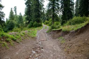 Nathia Gali, Abbottabad, Pakistan 'daki Dağlara Bir Yol.