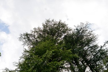 Nathia Gali, Abbottabad, Pakistan 'da gökyüzündeki çam ağaçlarının ve beyaz bulutların manzarası.