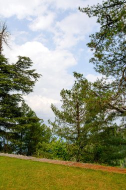 Nathia Gali 'deki dağlarda Pinus Roxburghii Ağacı, Abbottabad, Pakistan.
