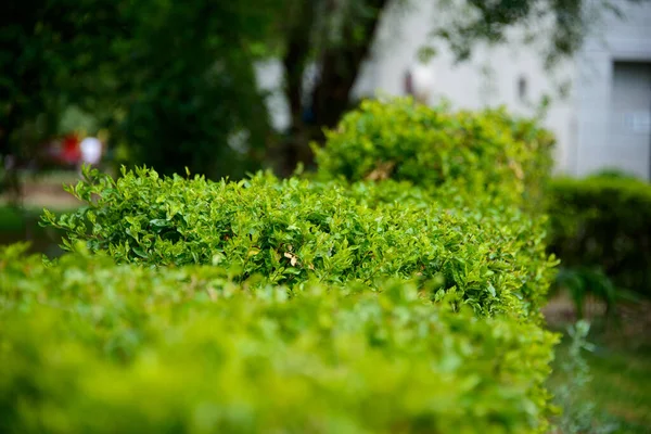 Рослини Лініюють Межі Парку Огорожі — стокове фото