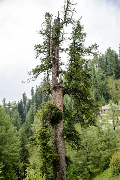 Drzewo Pinus Roxburghii Górach Nathia Gali Abbottabad Pakistan — Zdjęcie stockowe