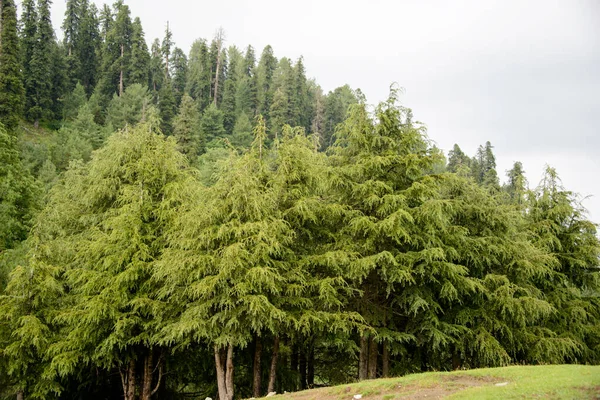 Pinus Roxburghii Hegyekben Nathia Galiban Abbottabad Pakisztán — Stock Fotó