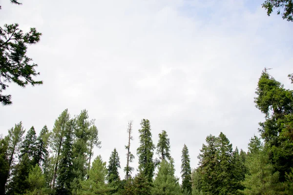 stock image Pinus Roxburghii Tree on the Mountains in Nathia Gali, Abbottabad, Pakistan.