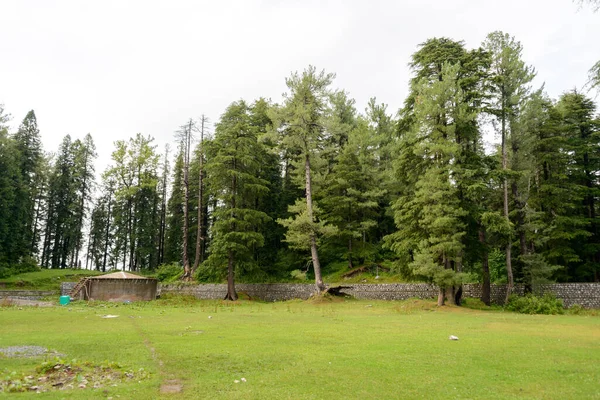 巴基斯坦Abbottabad的Nathia Gali山上的Pinus Roxburghii树 — 图库照片