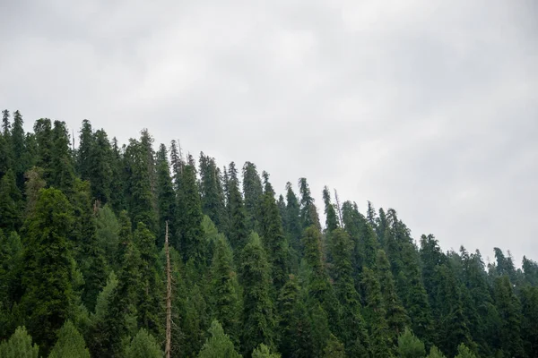 Nathia Gali 'deki dağlarda Pinus Roxburghii Ağacı, Abbottabad, Pakistan.