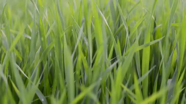 Зелене Поле Молодої Пшениці Молода Зелена Пшениця Яко Погойдується Вітрі — стокове відео