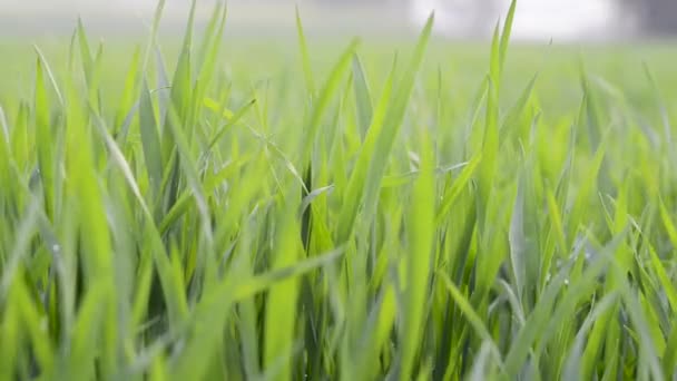 Зелене Поле Молодої Пшениці Молода Зелена Пшениця Яко Погойдується Вітрі — стокове відео