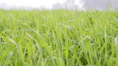 Genç buğdayın yeşil tarlası, rüzgarda hafifçe sallanan yeşil buğday. İnanılmaz güzel, uçsuz bucaksız yeşil çimenler ufuk çizgisine kadar uzanıyor..