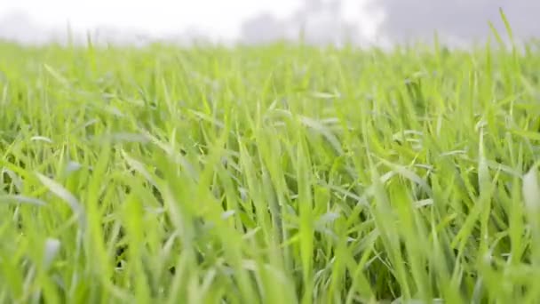 Greenfield Ungt Vete Ungt Grönt Vete Svänger Försiktigt Vinden Otroligt — Stockvideo