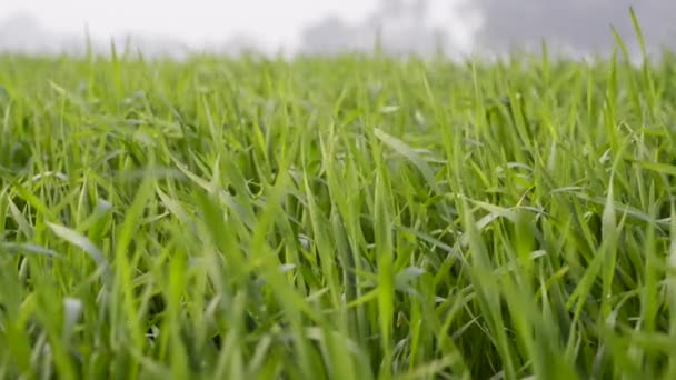 青麦田 青麦田 在风中轻轻摇曳 令人惊讶的美丽的无边无际的绿草场遥遥无期 — 图库视频影像