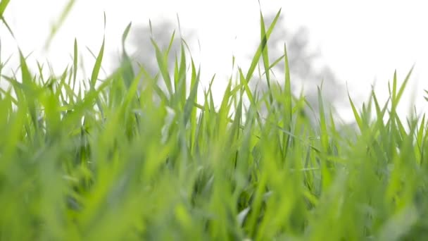 Genç Buğdayın Yeşil Tarlası Rüzgarda Hafifçe Sallanan Yeşil Buğday Nanılmaz — Stok video