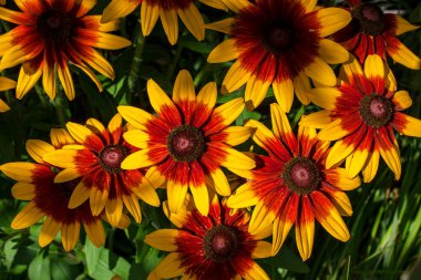 Renklerle dolup taşan, neşeli ve canlı bir atmosfer yaratan zengin bir çiçek çeşidi. Baskılar, dijital tasarımlar ve mevsimlik promosyonlar için mükemmel..