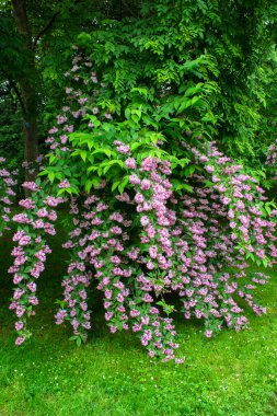 Renklerle dolup taşan, neşeli ve canlı bir atmosfer yaratan zengin bir çiçek çeşidi. Baskılar, dijital tasarımlar ve mevsimlik promosyonlar için mükemmel..