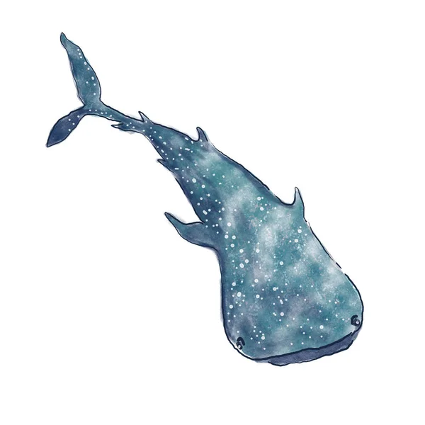 Vetor Pintura Aquarela Tubarão Baleia Isolado Fundo Cor Branca —  Vetores de Stock