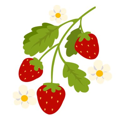 Çiçek vektörü illüstrasyonlu çilekler beyaz arka planda izole edilmiş