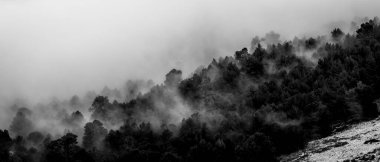 Fog over the forest, Es Cards Colers pass, Fornalutx, Sierra de Tramuntana, Mallorca, Spain