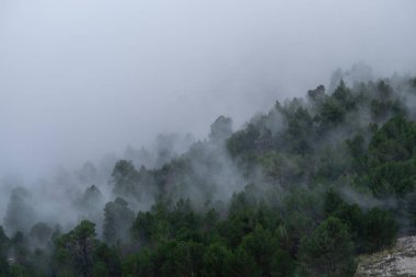 Fog over the forest, Es Cards Colers pass, Fornalutx, Sierra de Tramuntana, Mallorca, Spain