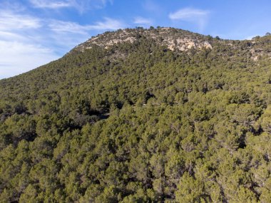 mediterranean pine forest, Puig de Cura, Algaida-Llucmajor, Majorca, Balearic Islands, Spain