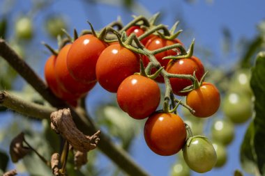 Mallorca, Balearic Adaları, İspanya