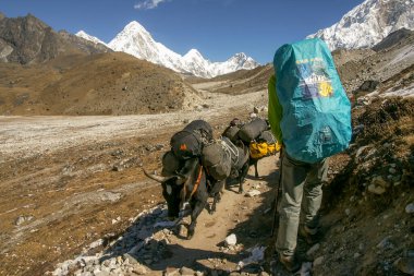 Lobuche.Sagarmatha National Park, Khumbu Himal, Nepal, Asia.