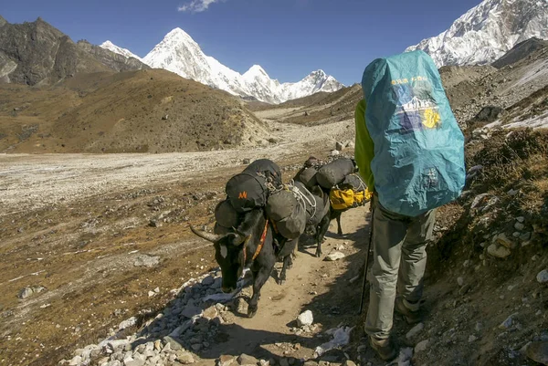 Lobuche.Sagarmatha National Park, Khumbu Himal, Nepal, Asia.