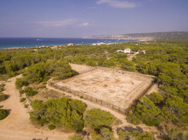 Üzüm hasadı Premsal, finca de Cam de felanitx, Celler Mesquida-Mora, Porreres, Mallorca, Balear Adaları, İspanya