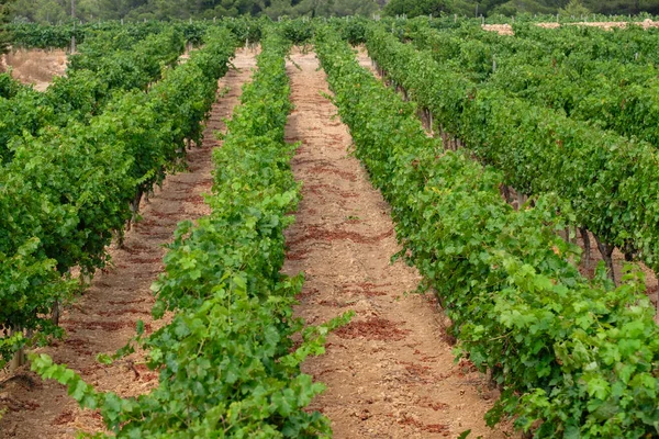Asmalar Terramoll, La Mola, Formentera, Balear Adaları, İspanya