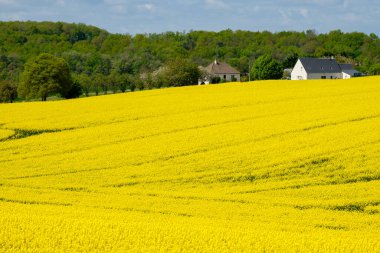 Kolza ekimi, Montresor, Indre y Loira departmanı, Fransa, Batı Avrupa