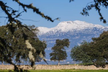 Tipik meşe çiti, Sineu, Mayorka, Balear Adaları, İspanya