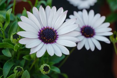 Beyaz Dimorphotheca, Mallorca, Balear Adaları, İspanya