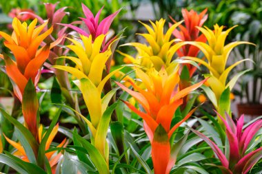 Guzmania in flower, Mallorca, Balear Adaları, İspanya
